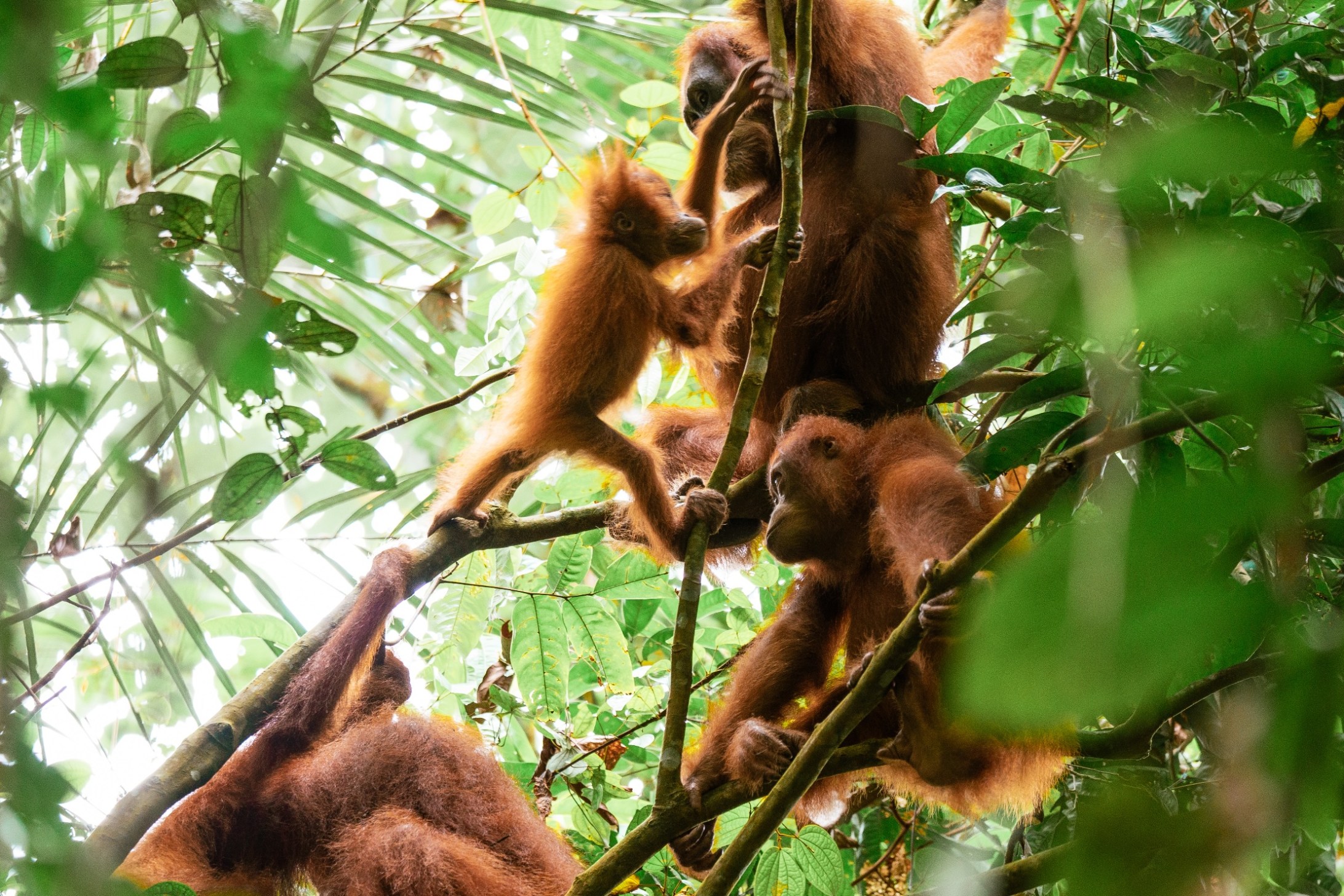 20 Animals On The Brink Of Extinction - Wide Open Spaces