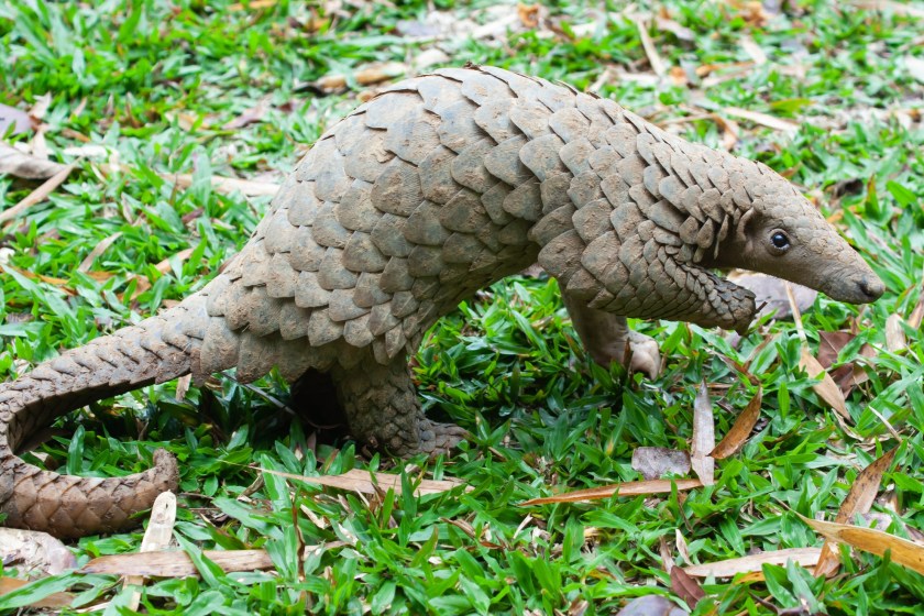 Sunda Pangolin