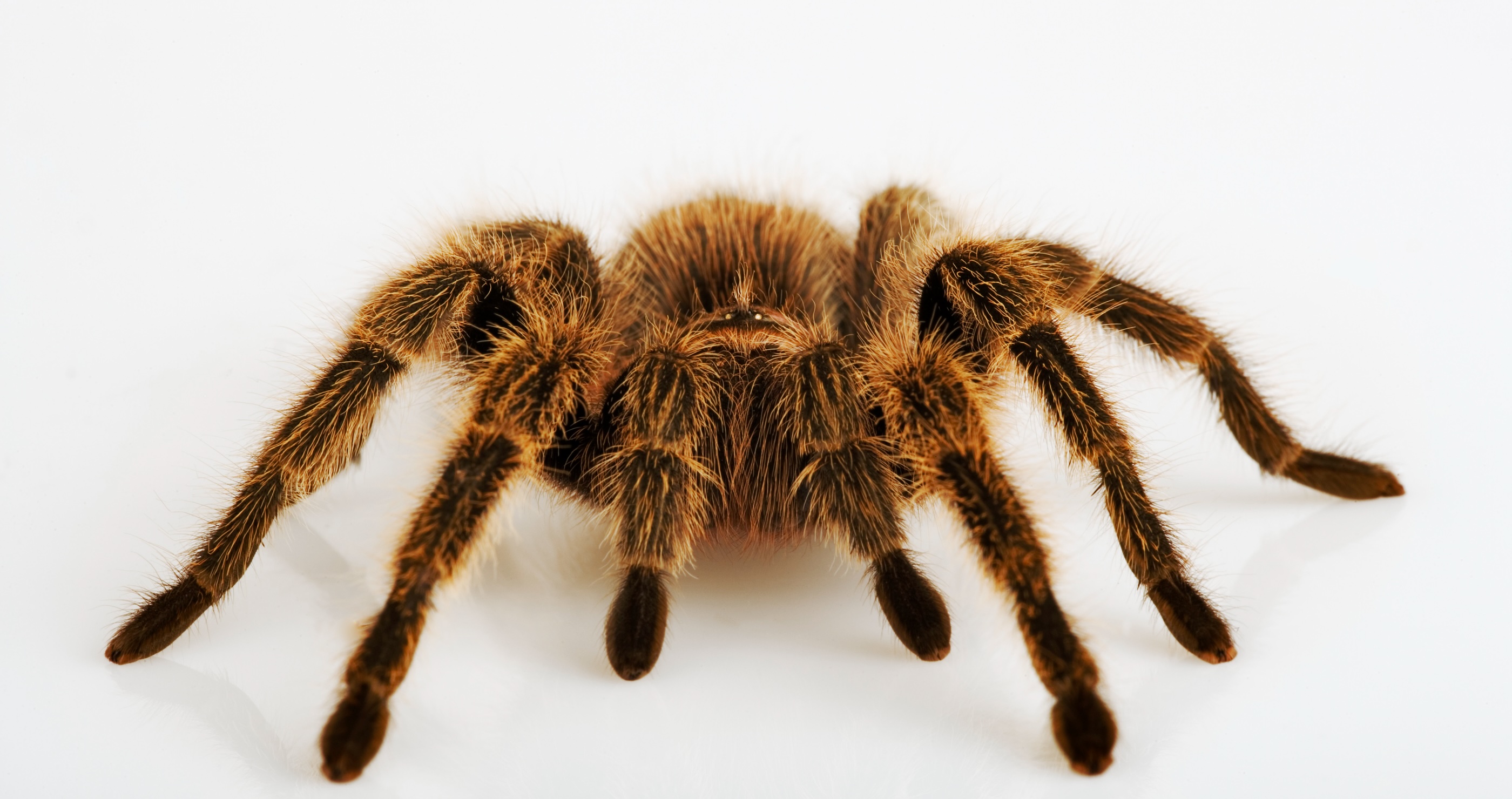 Tenant Left Tarantulas Behind