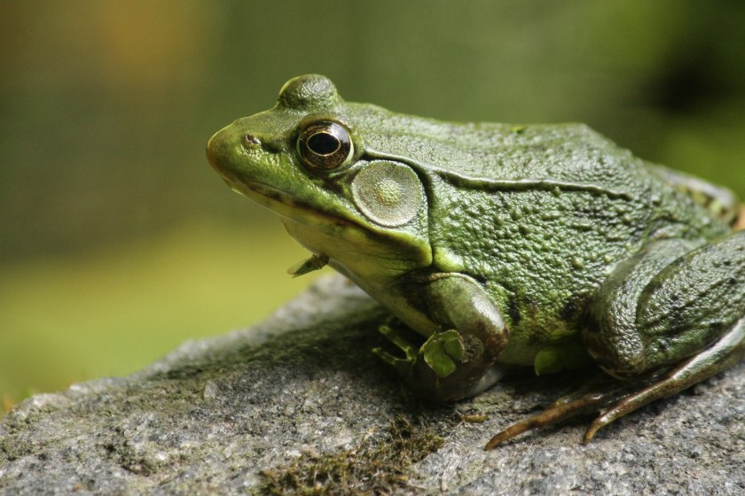 The American West Faces Challenges In Controlling Invasive Bullfrogs
