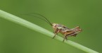 Very Large Insect Lands On Singer Mid-Performance And It's Hilarious
