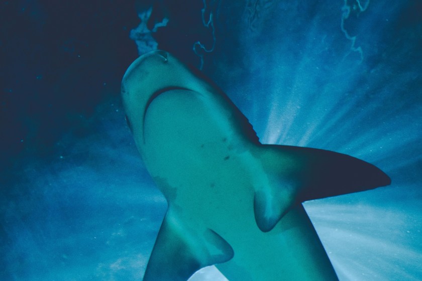 What Concerning Discovery Did Researchers Make When Studying Shark Behavior?