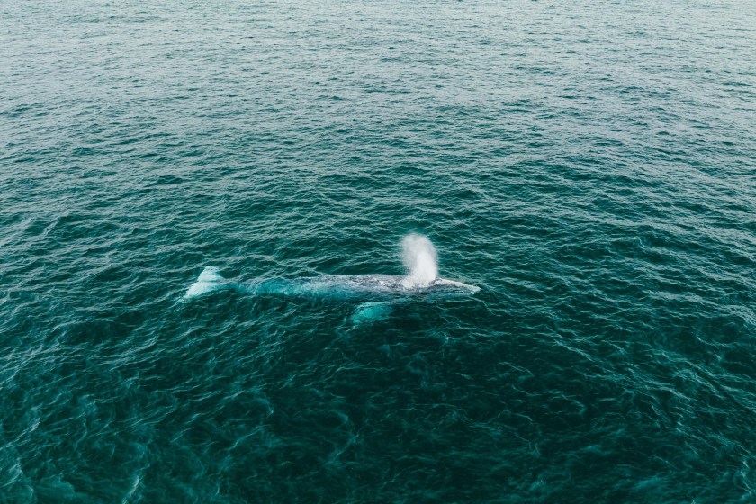 Why Scientists Are Concerned That Blue Whales Are Starting To Go Silent
