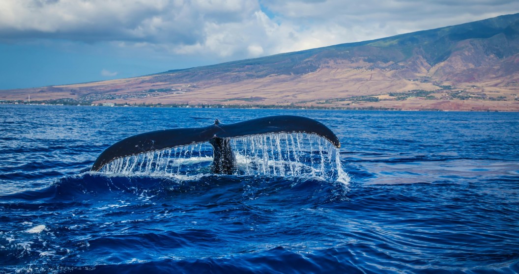 Why Scientists Are Concerned That Blue Whales Are Starting To Go Silent