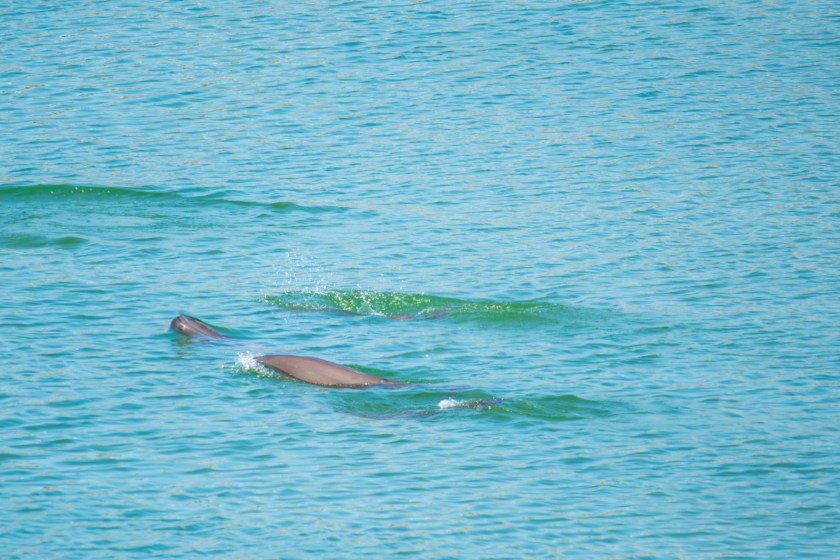 Yangtze Finless Porpoise