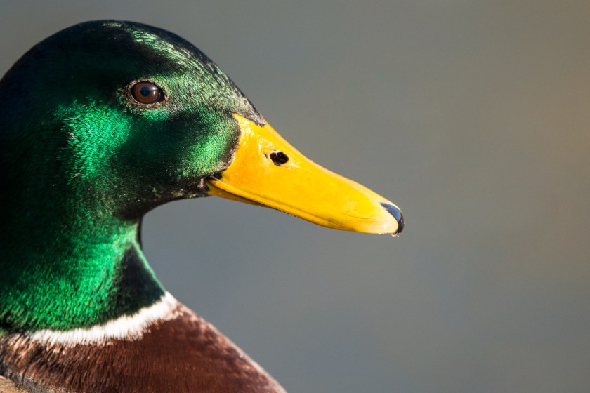 a ducks bill is very sensitive