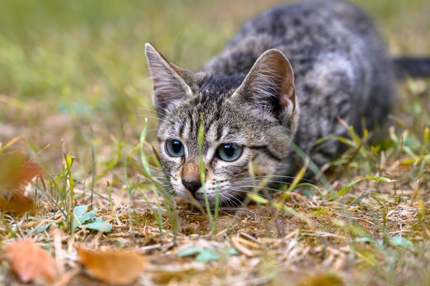 adorable cat stalking prey
