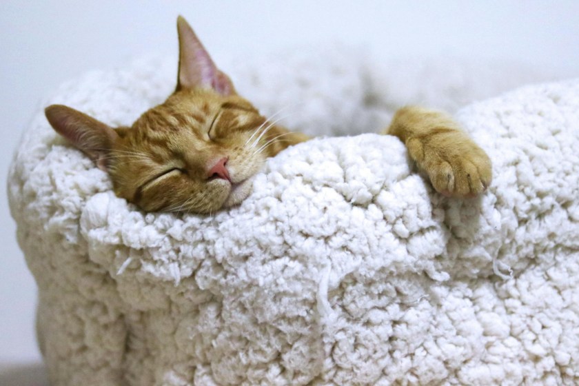 adorable sleeping cat