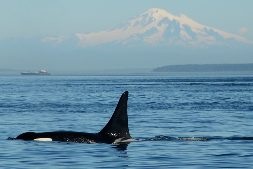 animals on the brink of extinction Southern Resident Orca