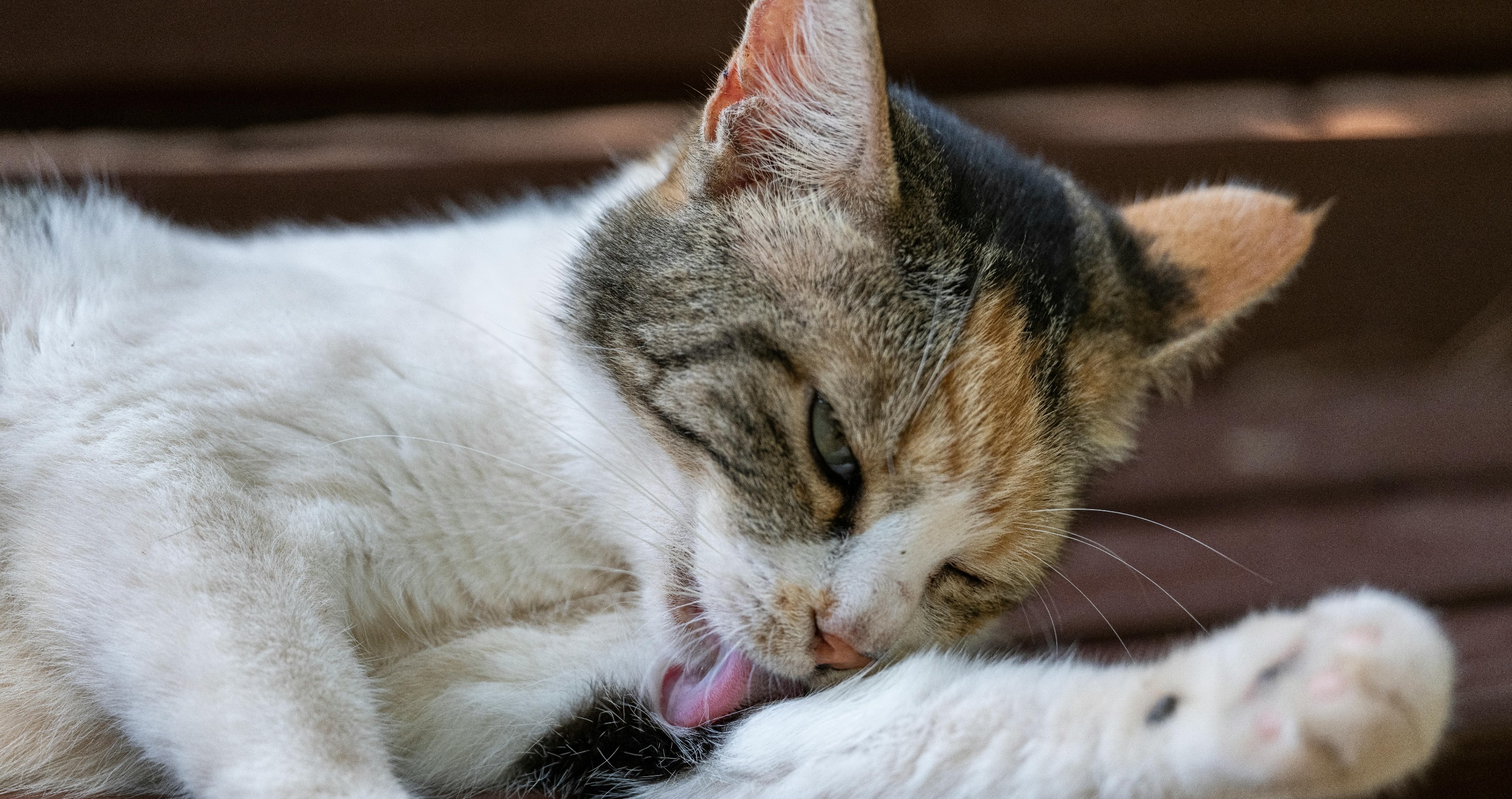 Do Cats Groom Themselves 50 Percent of Their Time? Surprising Facts Revealed