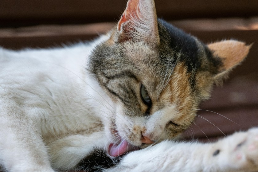Do Cats Groom Themselves 50 Percent of Their Time? Surprising Facts Revealed