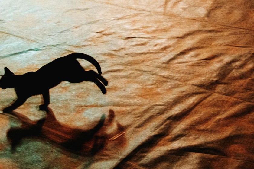 cat running fast