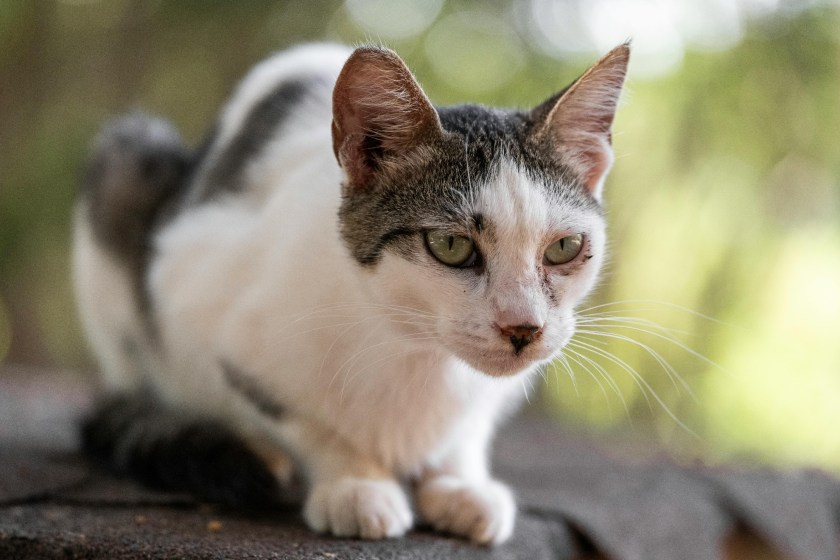 cats have great hearing