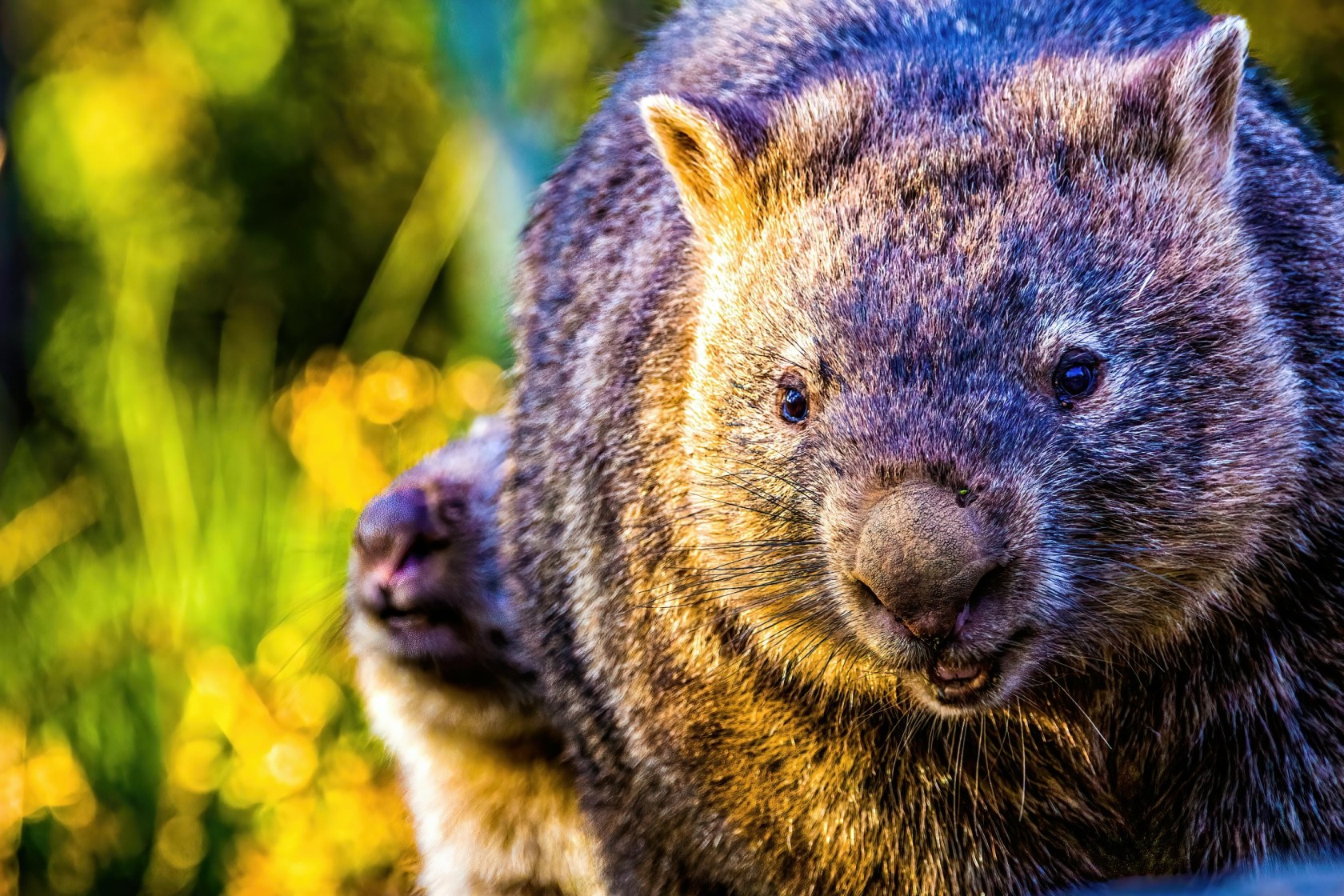 Wombat Vs Rabbit 10 Facts About The Wombat I Bet You Never Knew - Wide Open Spaces