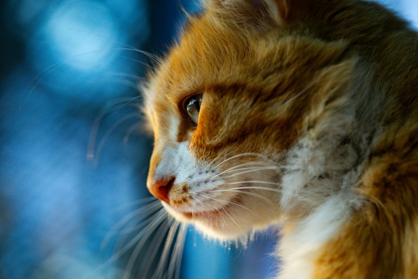 close up of cat and its whiskers