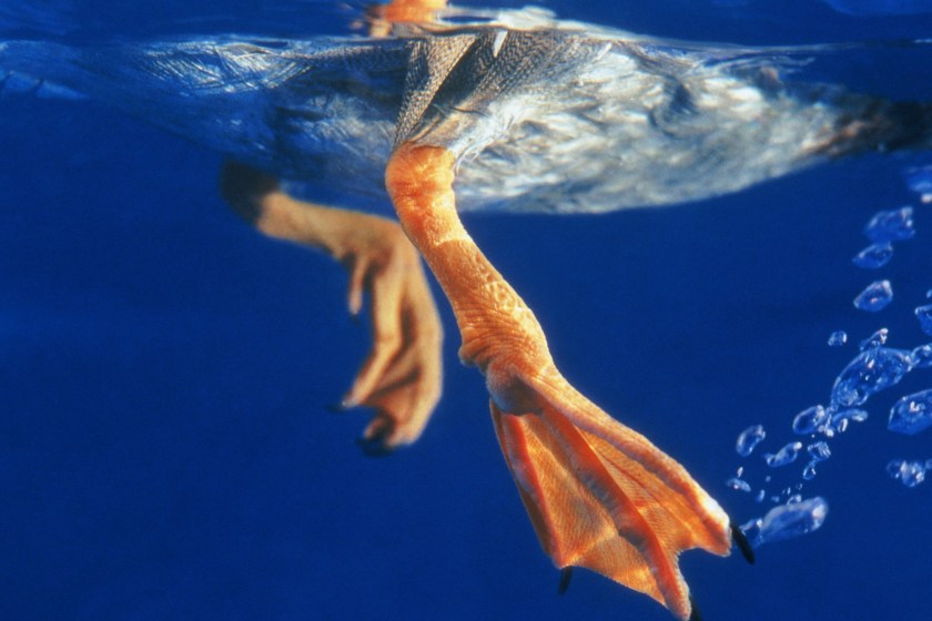 duck feet have special blood vessels to keep them warm