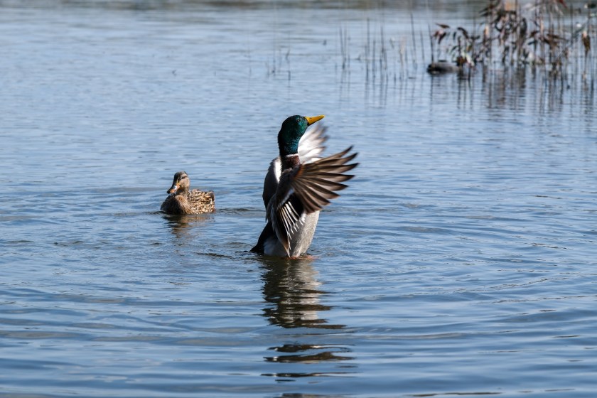duck mating dance