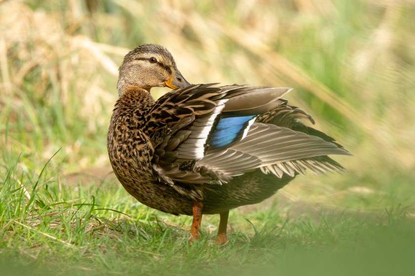 duck preening feathers