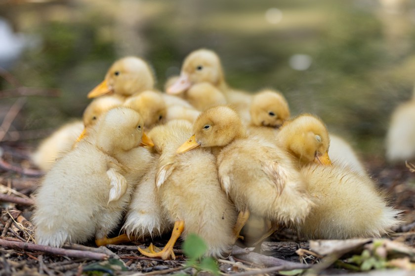 facts about ducks ducklings can communicate from within their eggs
