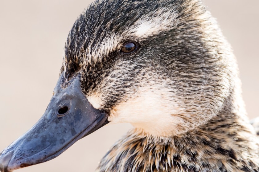 facts about ducks they have better vision than us