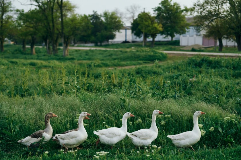 facts about ducks they have regional accents