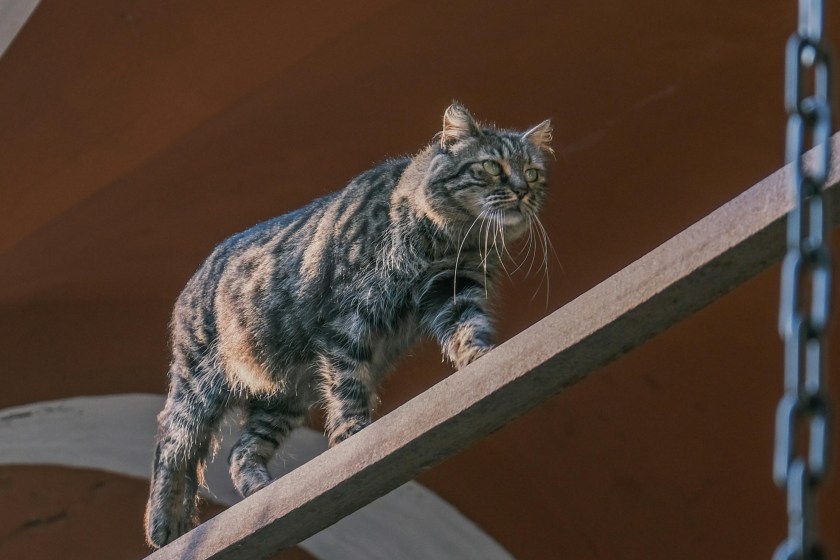 fun facts about cats their tails help them balance