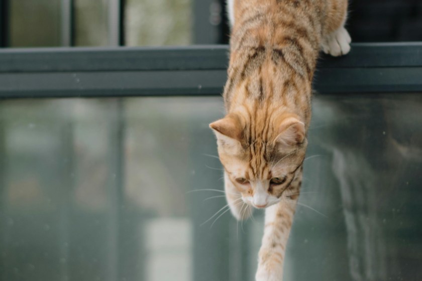 fun facts about cats they are superior jumpers
