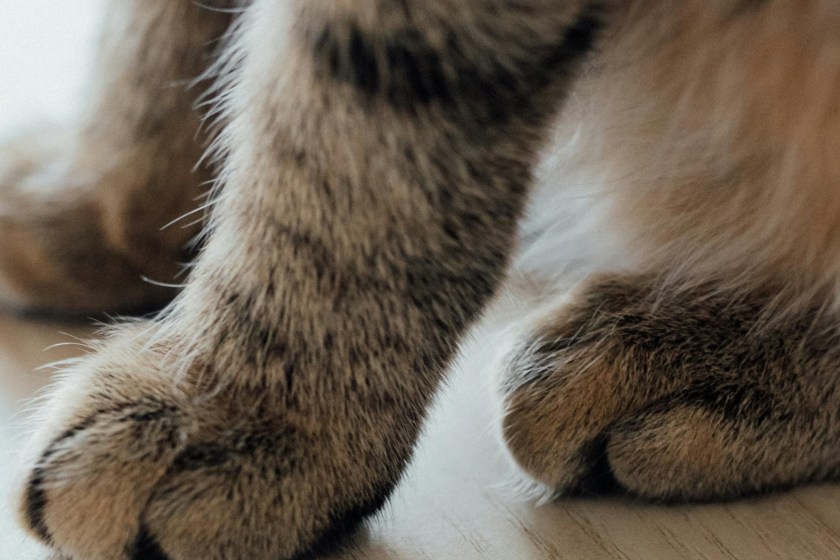 fun facts about cats they have dominant paws