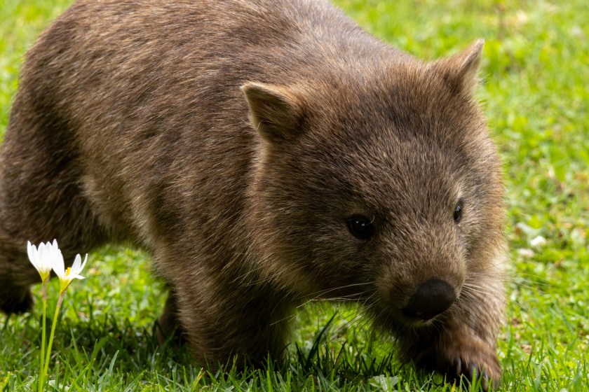 interesting wombat facts