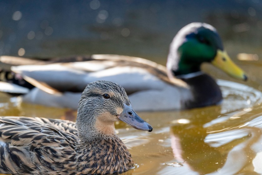 male and female duck