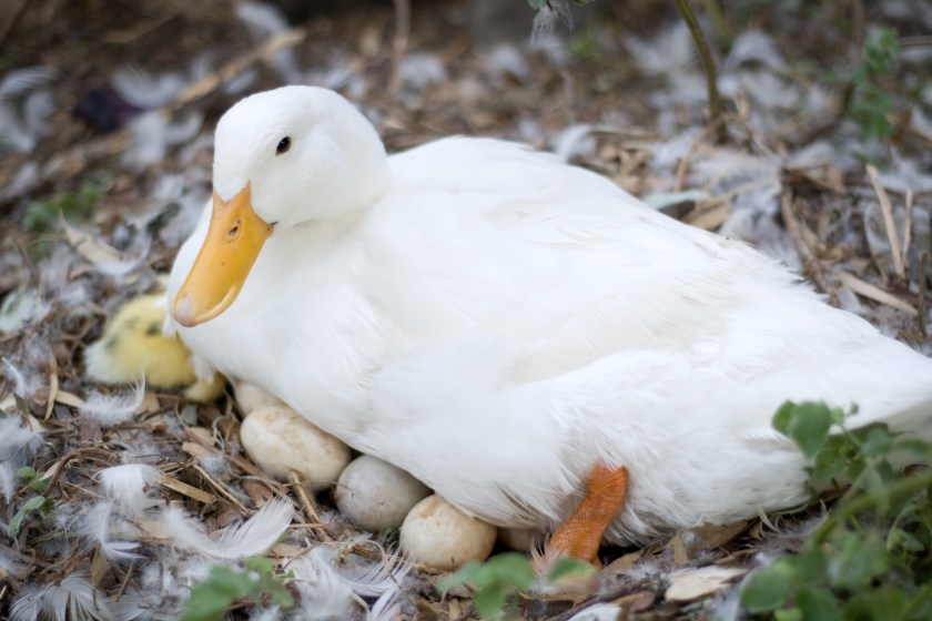 mother duck sitting on nest of eggs