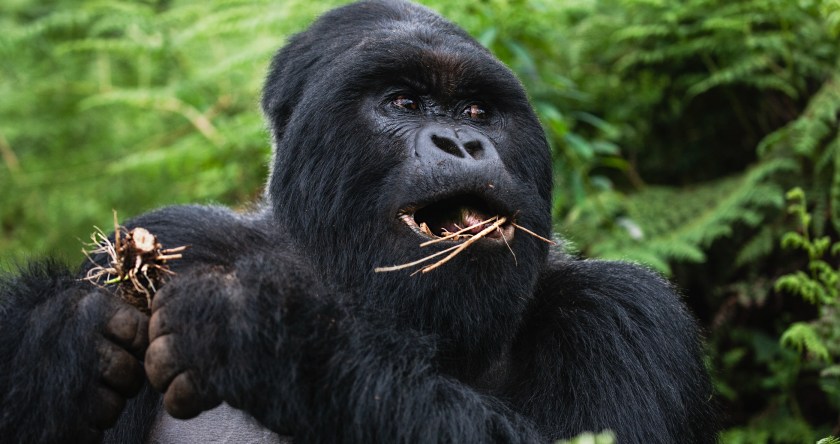 20 Animals On The Brink Of Extinction - Wide Open Spaces