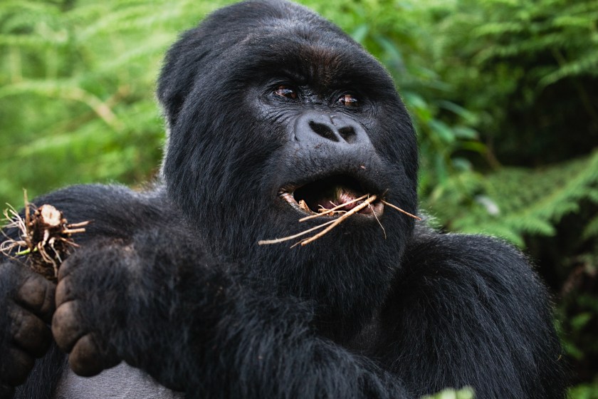 mountain gorillas are one of the animals on the brink of extinction