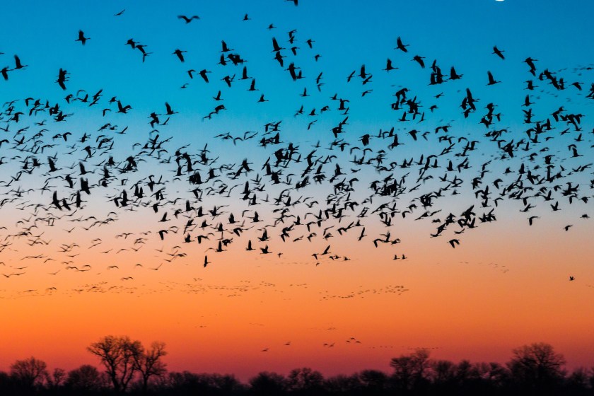 sandhill crane migration