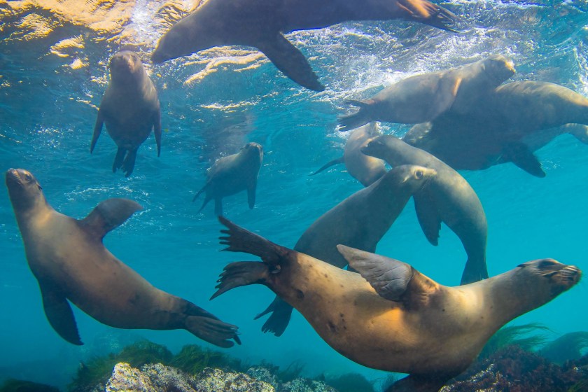 sea lions off The Channel Islands