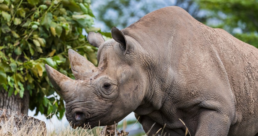 20 Animals On The Brink Of Extinction - Wide Open Spaces