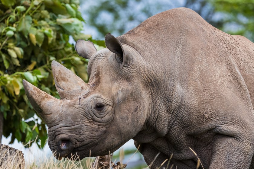 the black rhino is one of the animals on the brink of extinction