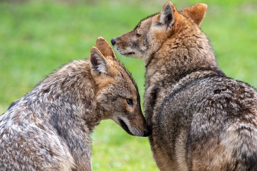 the red wolf is one of the many animals on the brink of extinction