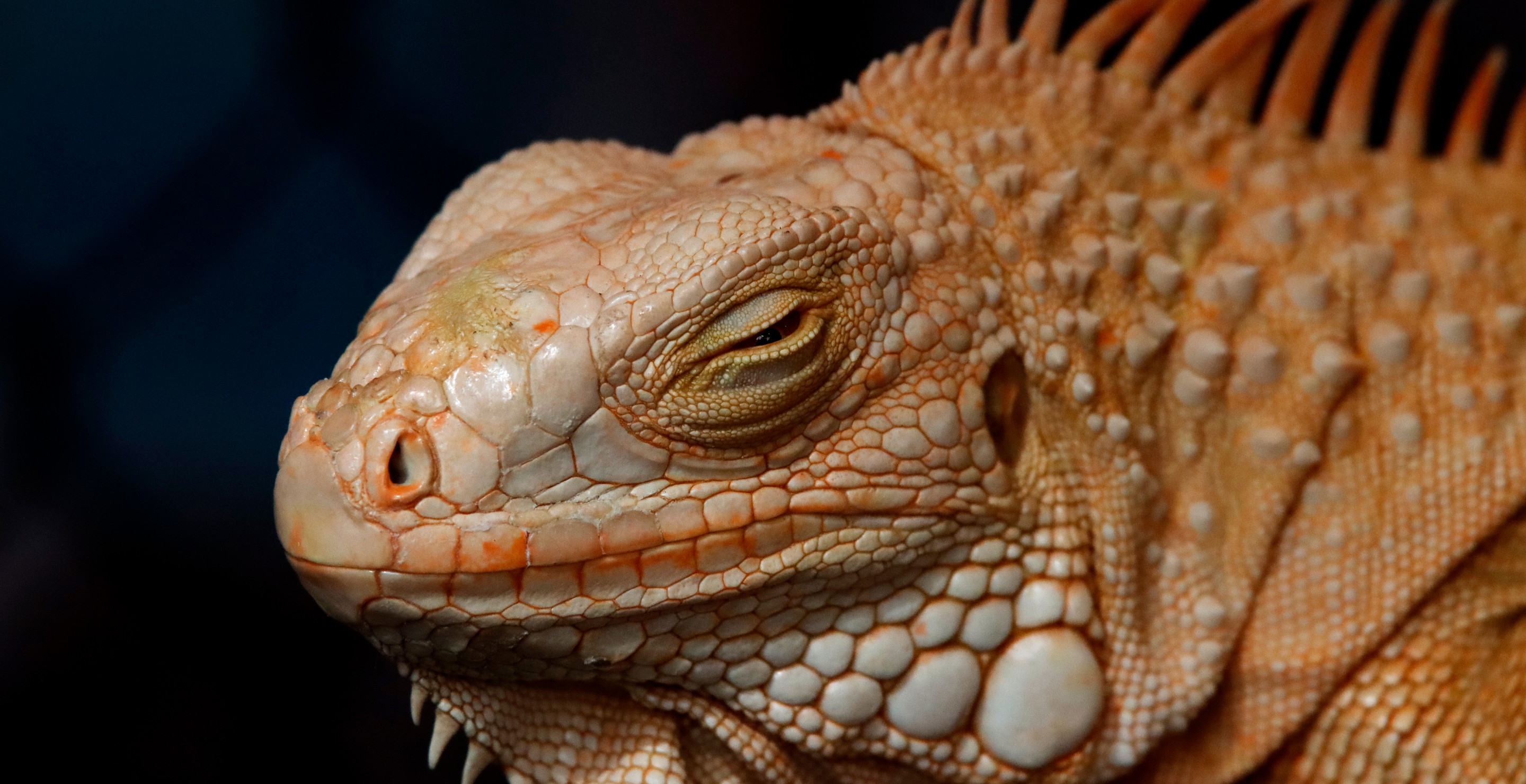 Virgin Mary? A Female Iguana Gives Birth Despite Having No Contact With(00)