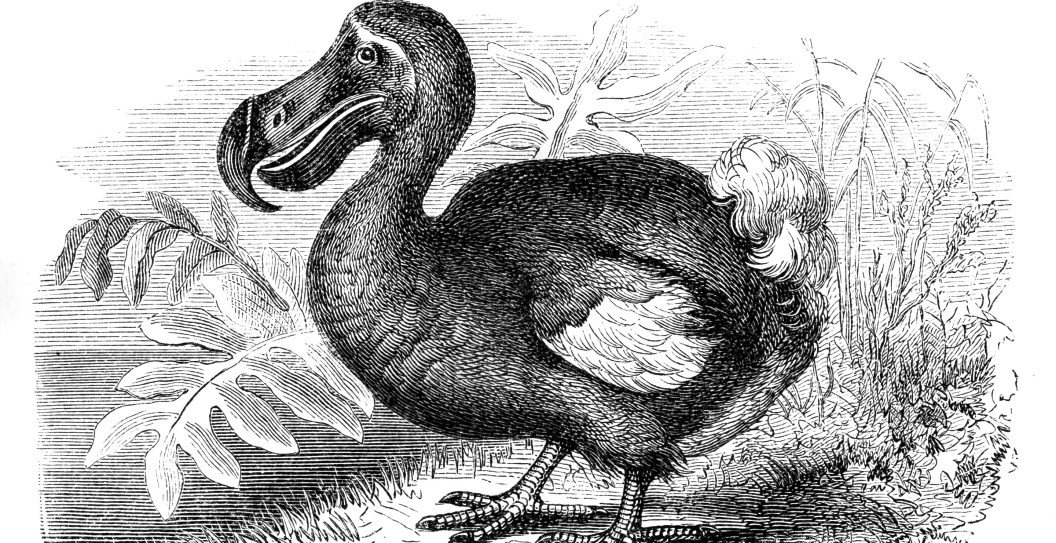 Company Takes A Mjaor Step Forward In Bringing Back Dodo From Extinction