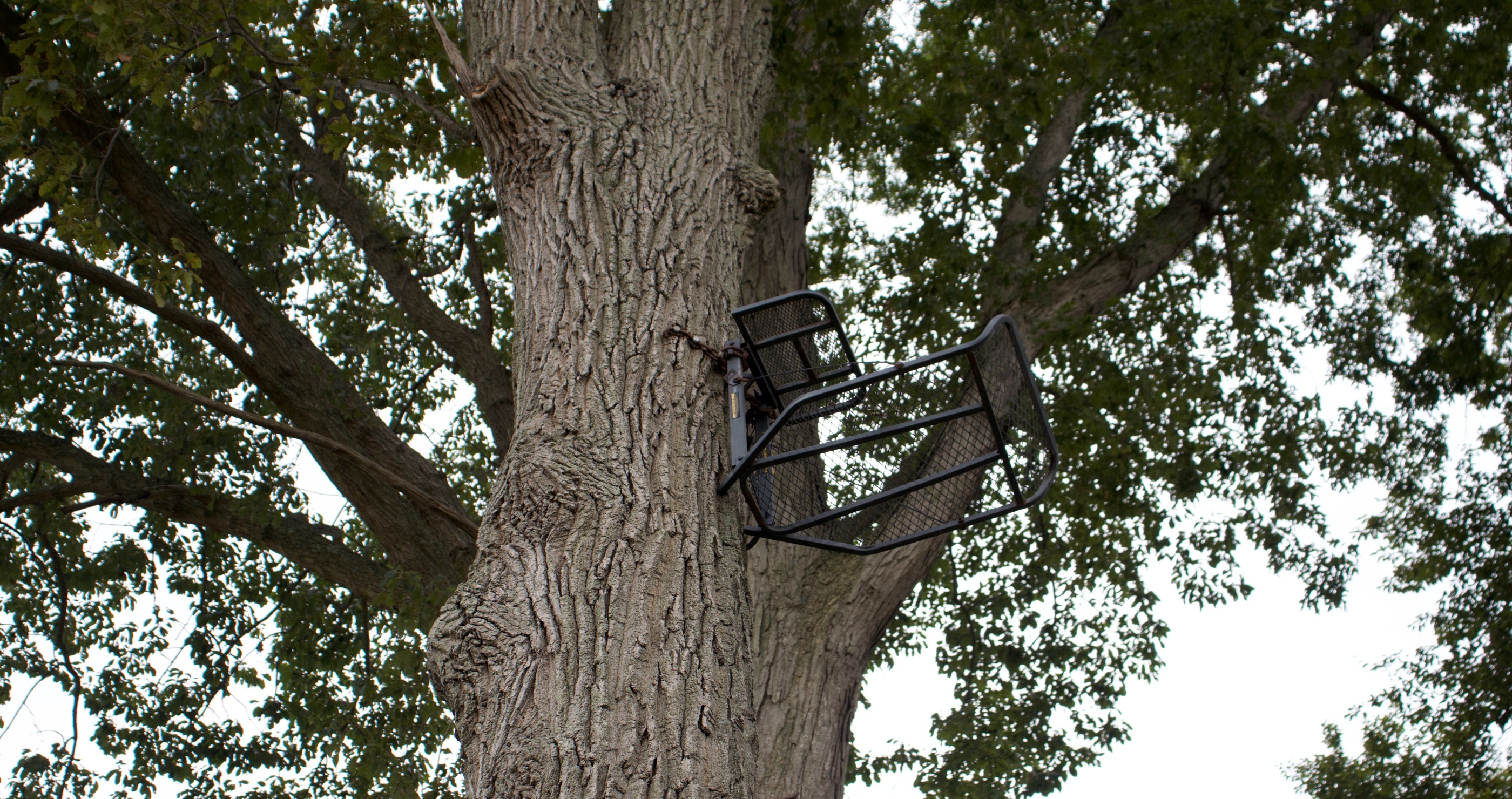 Experts Urge Hunters To Prioritize Tree Stand Safety As Fall Hunting Begins