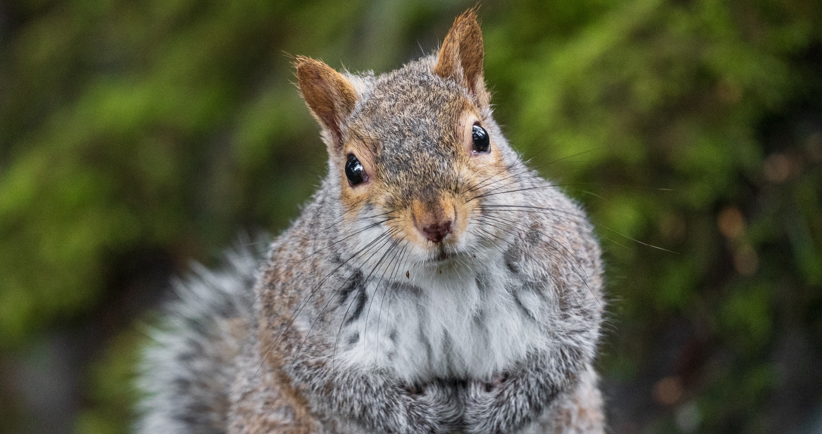 Officials Investigate After Wild Squirrels Found Covered In Neon Paint
