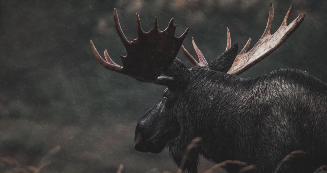 State Files Lawsuit Against Alaskan Guide Accused Of Scamming Moose Hunters