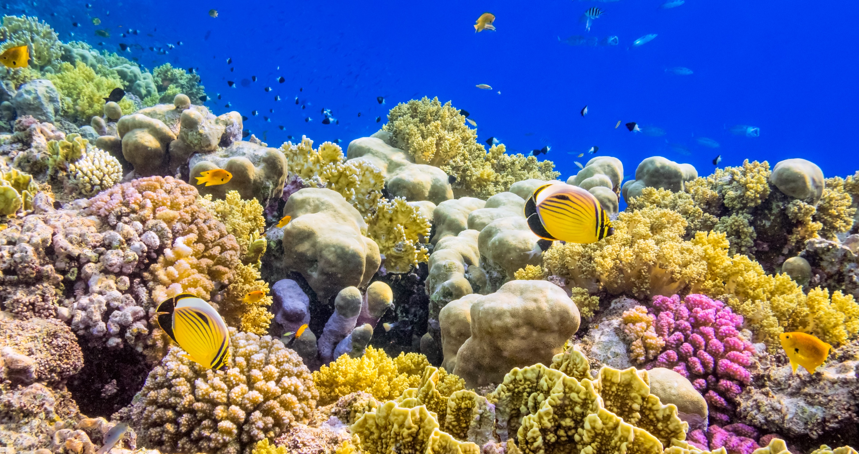 Sunscreen Protects People, But Puts The Planet At Risk coral reef