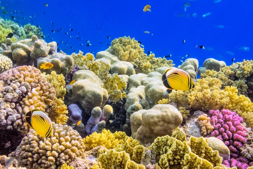 Sunscreen Protects People, But Puts The Planet At Risk coral reef