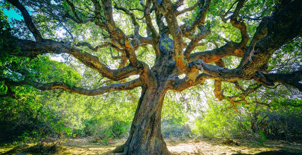 The Insane Amount Of Money Texas Is Spending To Relocate A Centuries Old Oak Tree
