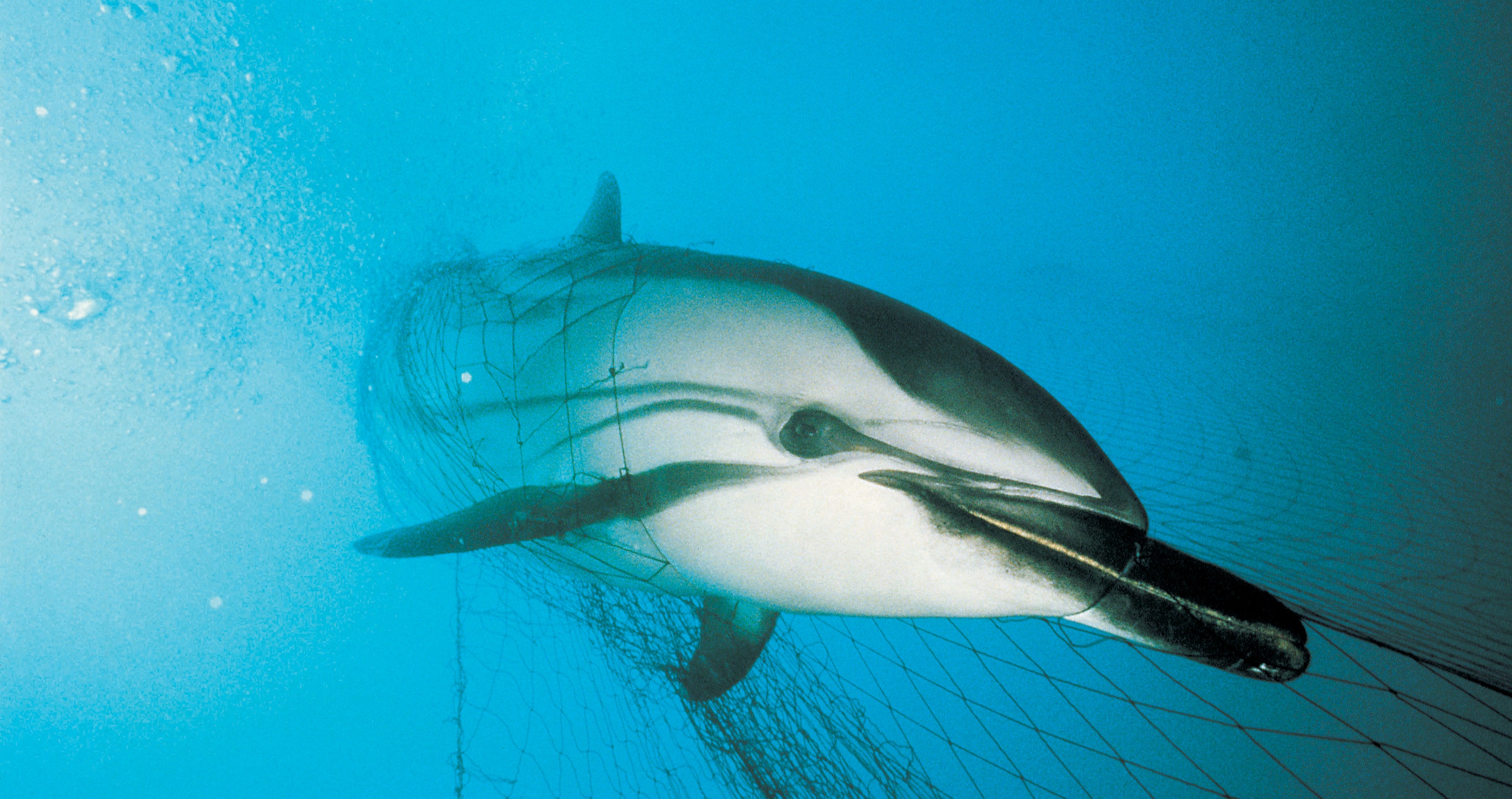 dolphin caught in net