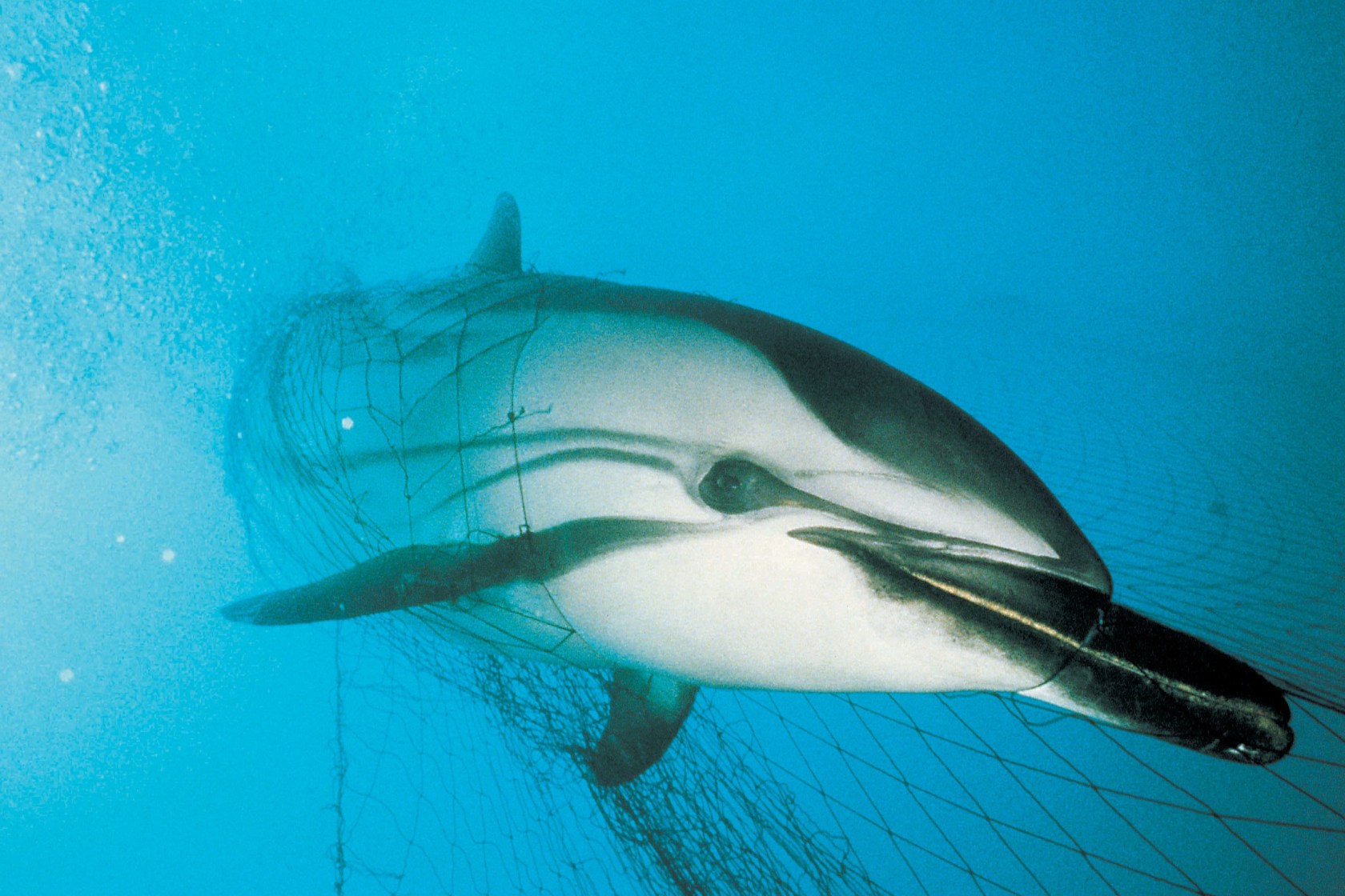 The Truth About Shark Nets And Their Effectiveness Wide Open Spaces