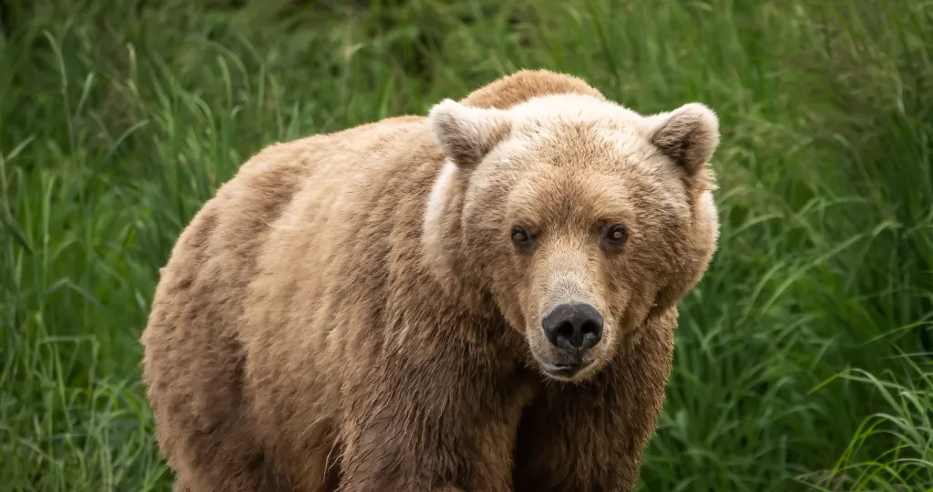 Country Singer Draws Backlash After Shooting a Bear in Alaskan Hunt ...