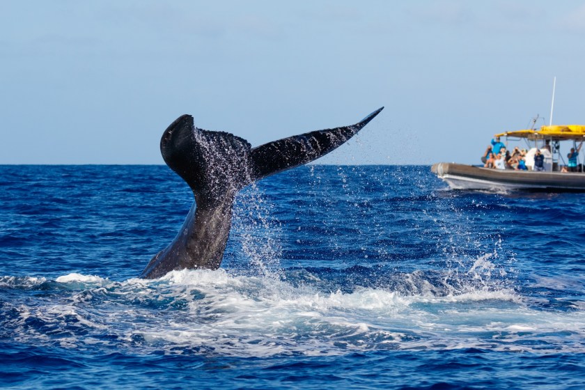 Humpback Whale Surprises Whale-Watching Tour With Terrifying Collision